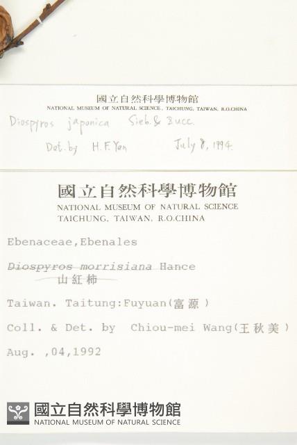 山柿, 山豆柿藏品圖，第2張