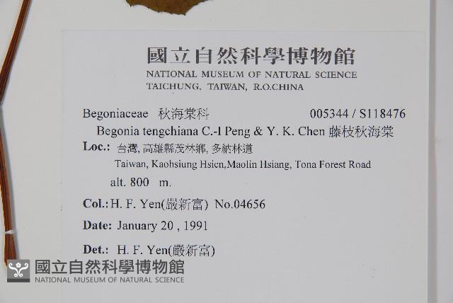 藤枝秋海棠藏品圖，第2張