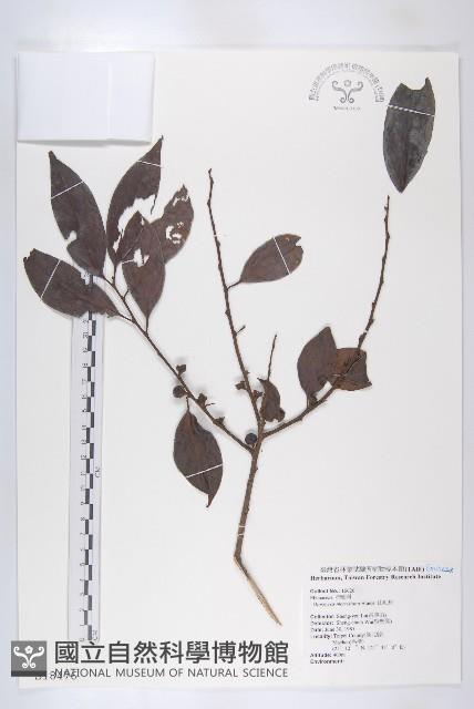 山紅柿藏品圖，第1張