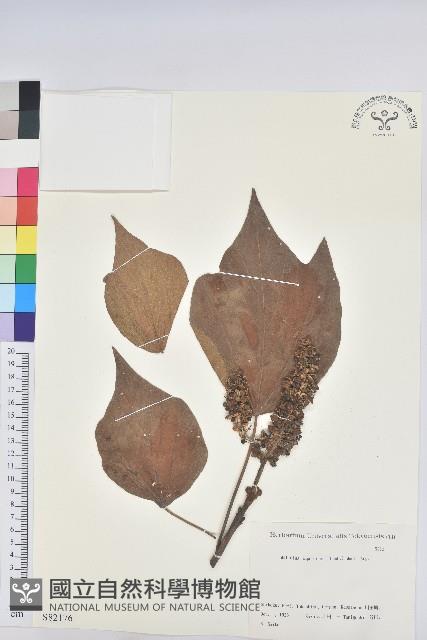 野桐藏品圖，第1張