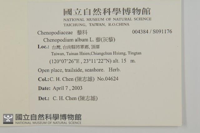 藜、灰藜藏品圖，第2張