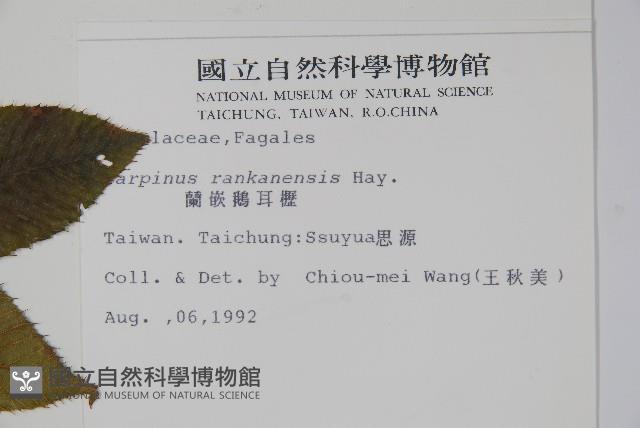 蘭邯千金榆藏品圖，第2張