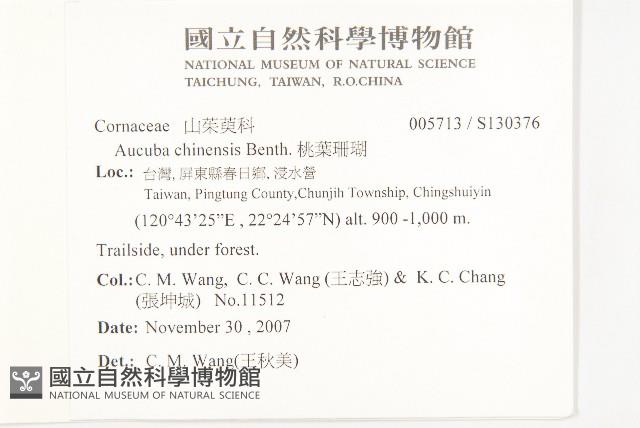 桃葉珊瑚藏品圖，第2張