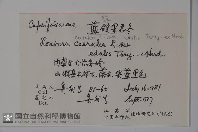 藍錠果藏品圖，第2張
