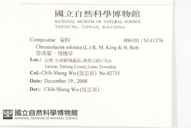 香澤蘭、飛機草藏品圖，第2張