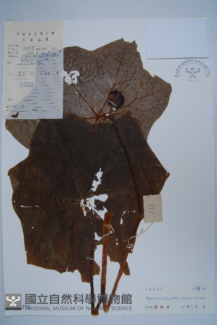 八角蓮藏品圖，第1張