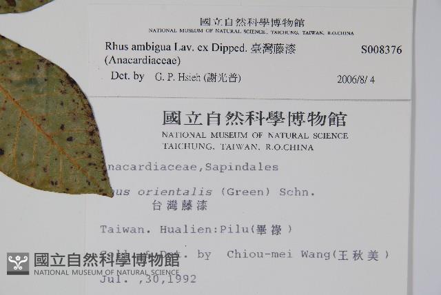 臺灣藤漆藏品圖，第2張