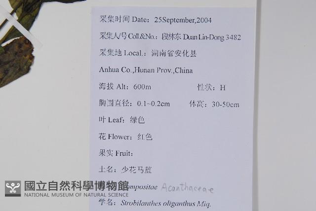 少花馬藍藏品圖，第2張