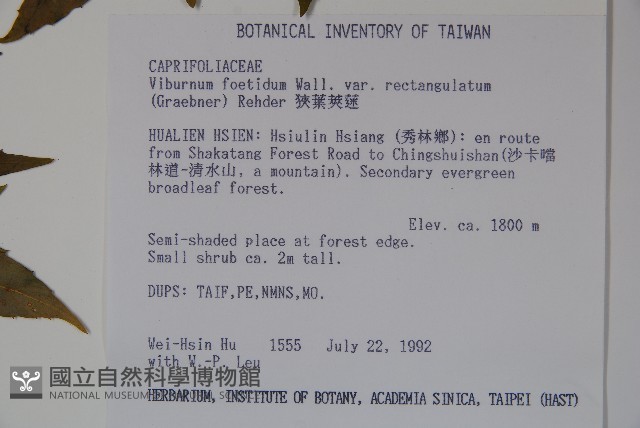 狹葉莢迷藏品圖，第2張