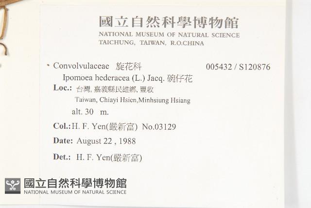 碗仔花藏品圖，第2張