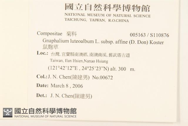 鼠麴草藏品圖，第2張