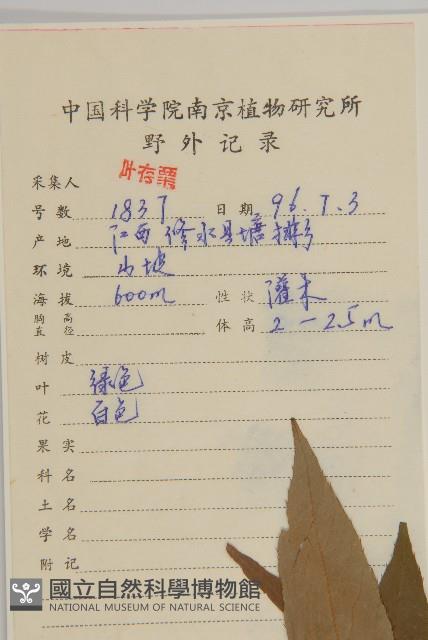 薄葉榿葉樹藏品圖，第2張