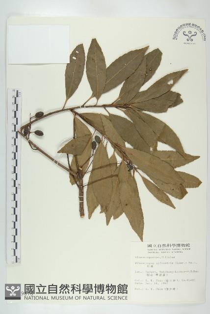 杜英、山杜英、蘭嶼杜英藏品圖，第1張