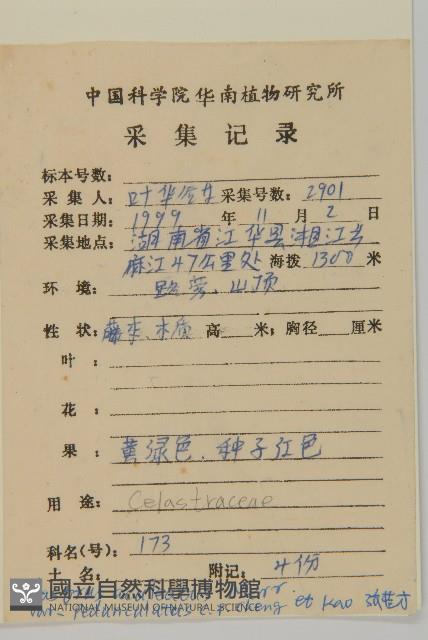 柄序南蛇藤藏品圖，第2張