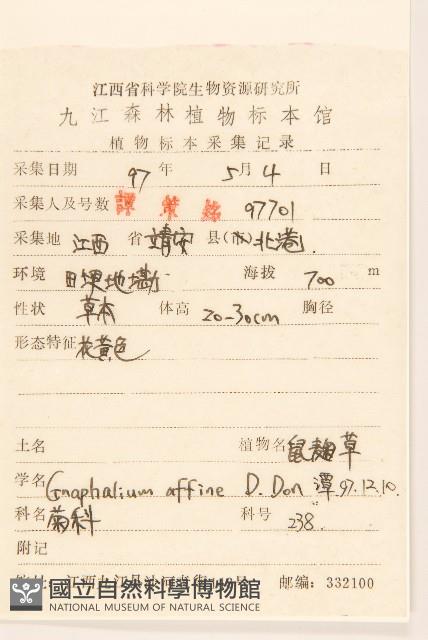 鼠麴草藏品圖，第2張