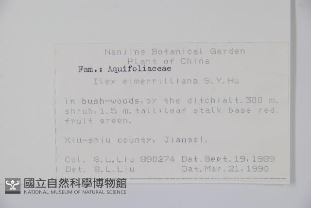 厚葉冬青藏品圖，第2張