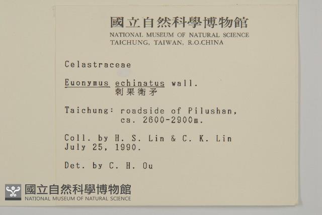 Thorny-fruit euonymus Collection Image, Figure 2, Total 2 Figures