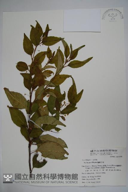 草野氏冬青藏品圖，第1張