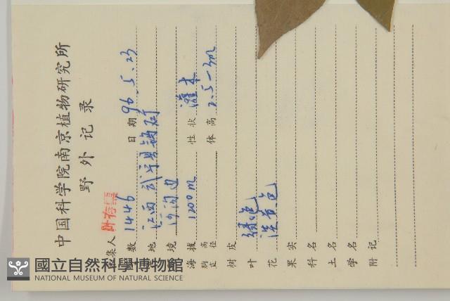 大丁黃藏品圖，第2張