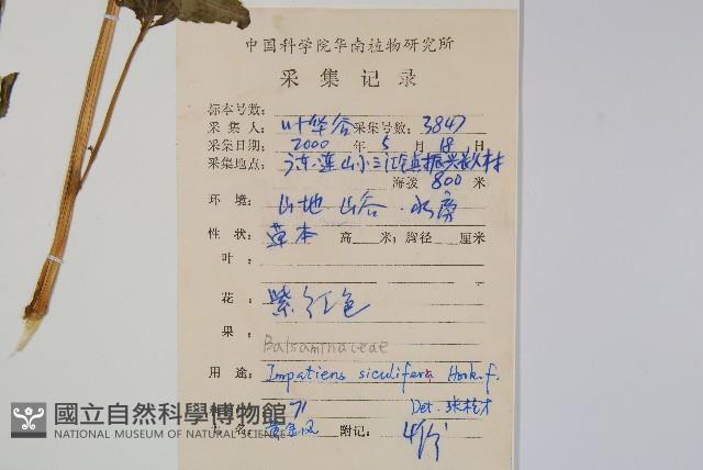 黃金鳳藏品圖，第2張