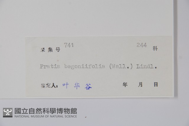 銅錘玉帶草藏品圖，第2張