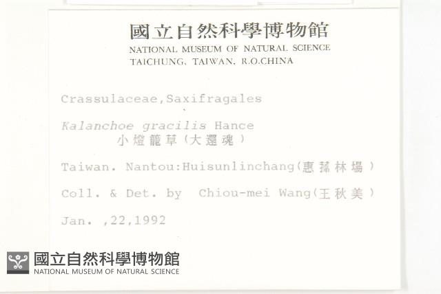 小燈籠草、大還魂藏品圖，第2張