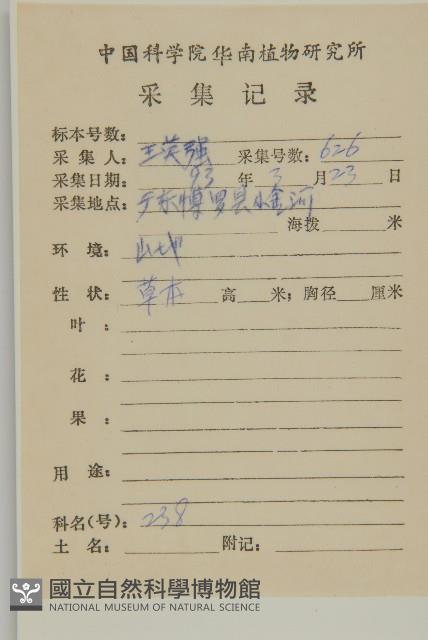 紫背草藏品圖，第2張