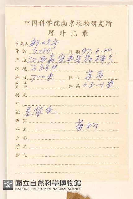 白頂飛蓬藏品圖，第2張