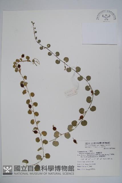 普刺特草藏品圖，第1張