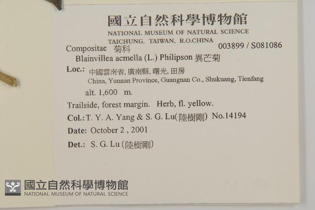 異芒菊藏品圖，第2張