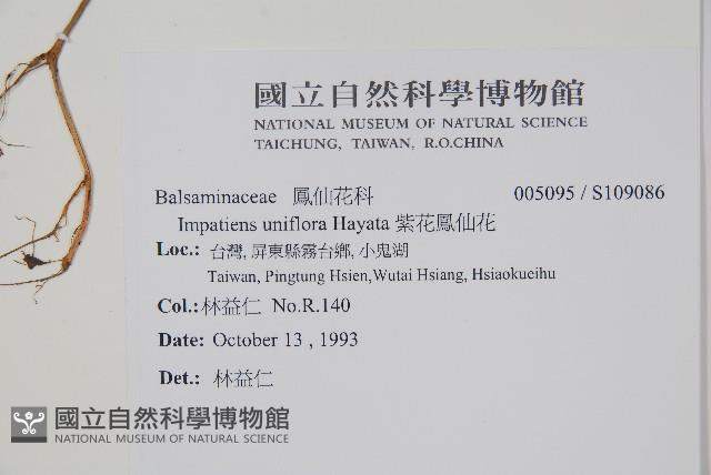 紫花鳳仙花藏品圖，第2張