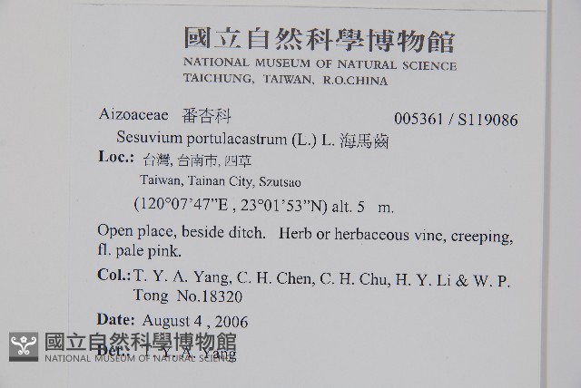 海馬齒藏品圖，第2張