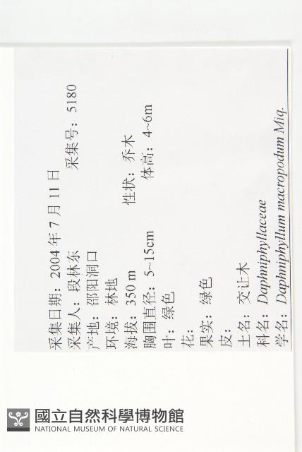 交讓木、臺灣虎皮楠、膜葉虎皮楠藏品圖，第2張