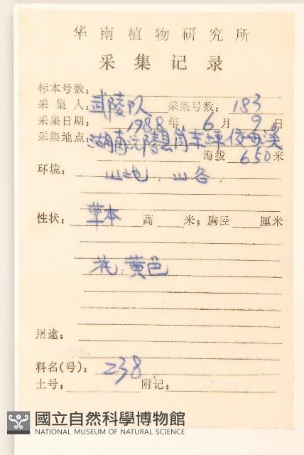 秋鼠麴草藏品圖，第2張