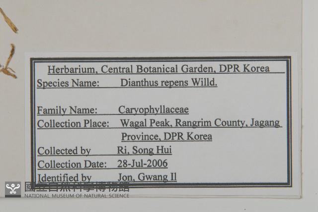 簇莖石竹藏品圖，第2張