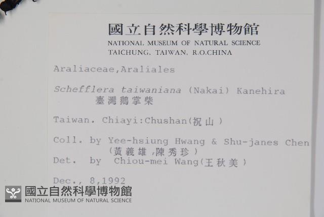 臺灣鵝掌柴藏品圖，第2張