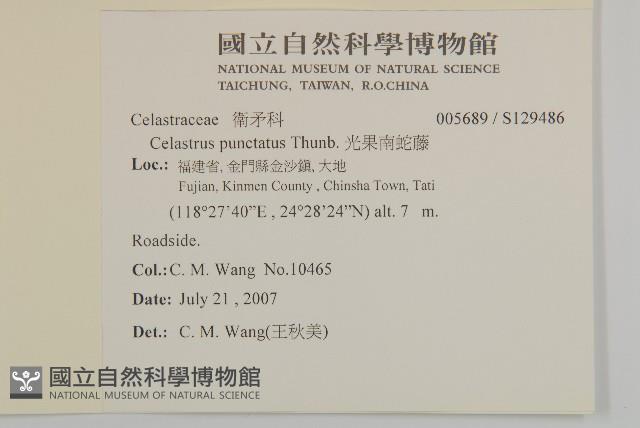 光果南蛇藤藏品圖，第2張