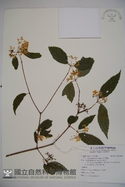 呂宋莢迷藏品圖，第1張