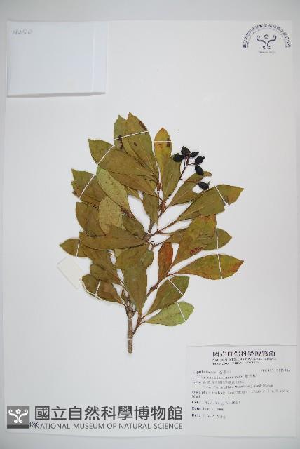 珊瑚樹藏品圖，第1張