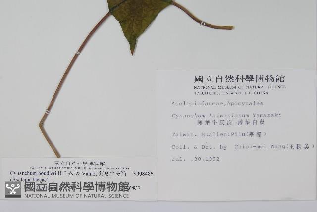 薄葉牛皮消藏品圖，第2張