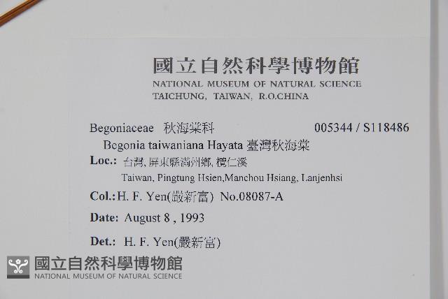 臺灣秋海棠藏品圖，第2張