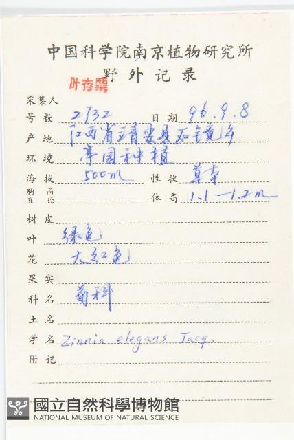 百日菊藏品圖，第2張