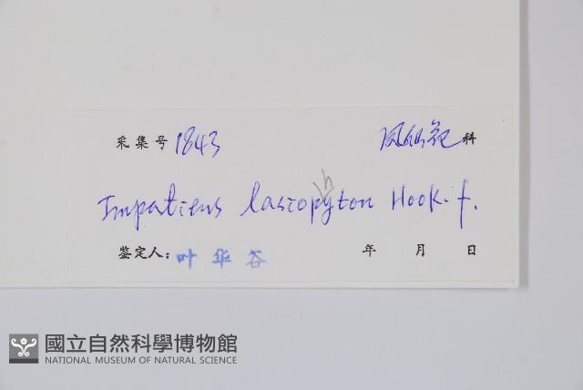 毛鳳仙花藏品圖，第2張