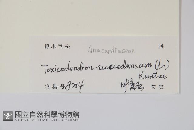 野漆、木臘樹藏品圖，第2張