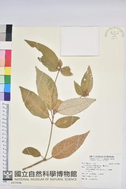 裡白巴豆藏品圖，第1張