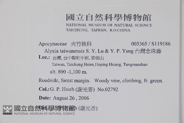 台灣念珠藤藏品圖，第2張