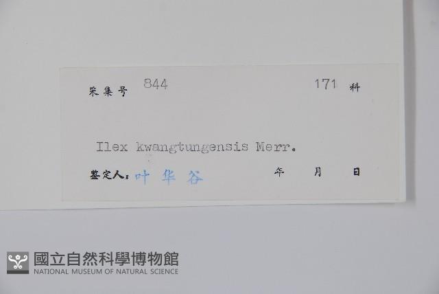 廣東冬青藏品圖，第2張