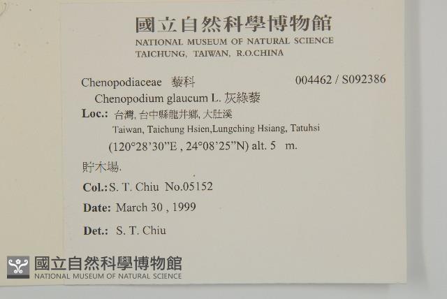 灰綠藜藏品圖，第2張