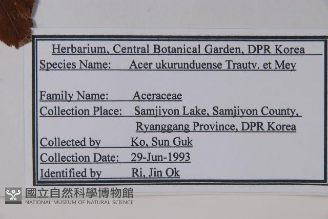 花楷槭藏品圖，第2張