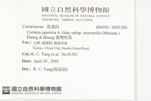 臺灣馬桑藏品圖，第2張